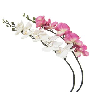 Orkide snittblomma konstväxt Anteba