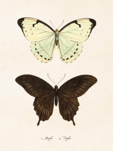 Vintage Poster Fjärilar