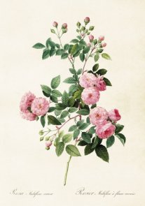 Poster 35x50 cm rosor Sköna Ting