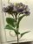 Hortensia lila snittblomma snitthortensia konstväxt Mr plant