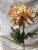 Chrysanthemum kryss aprikos torkad konstväxt Mr plant