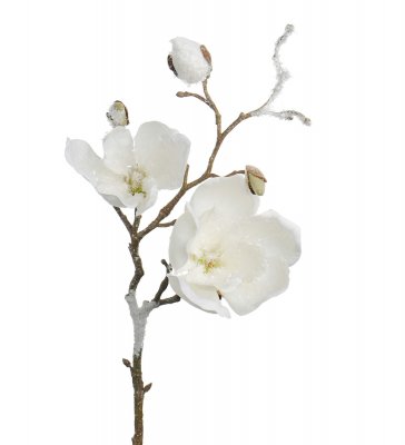 Vit Magnolia med is konstväxt Mr plant